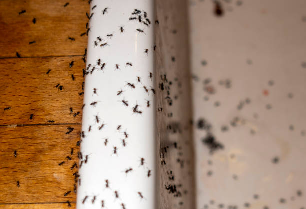 Trusted Malvern, IA Pest Control Experts